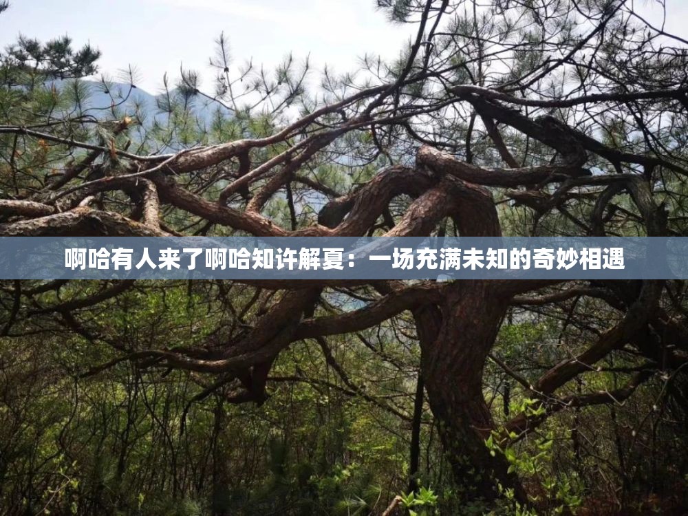 啊哈有人来了啊哈知许解夏：一场充满未知的奇妙相遇