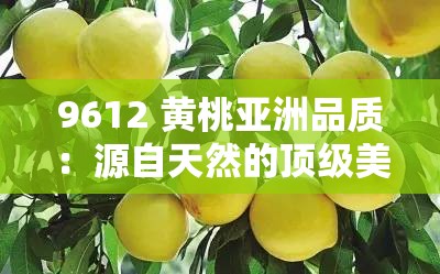 9612 黄桃亚洲品质：源自天然的顶级美味之选