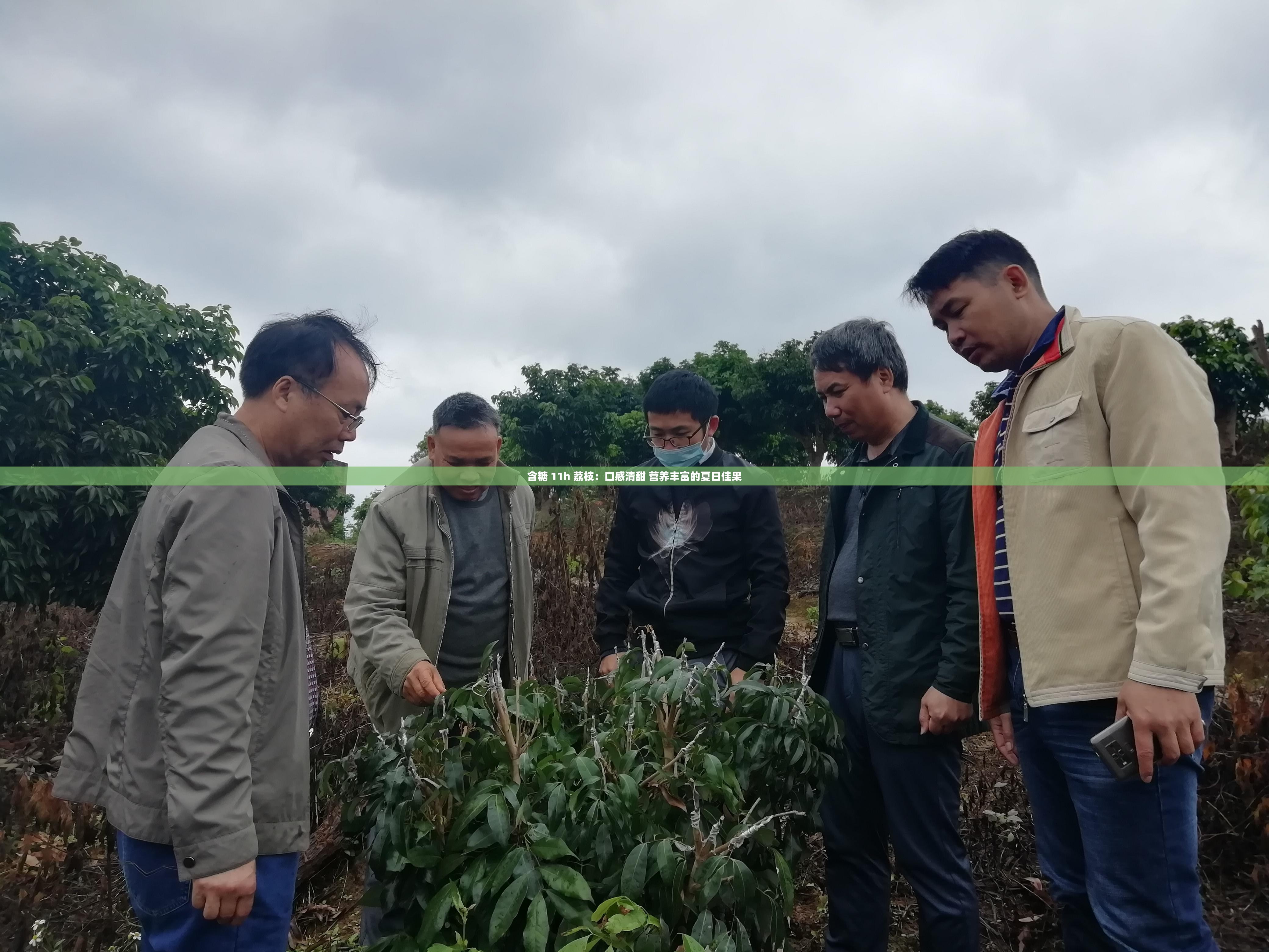 含糖 11h 荔枝：口感清甜 营养丰富的夏日佳果