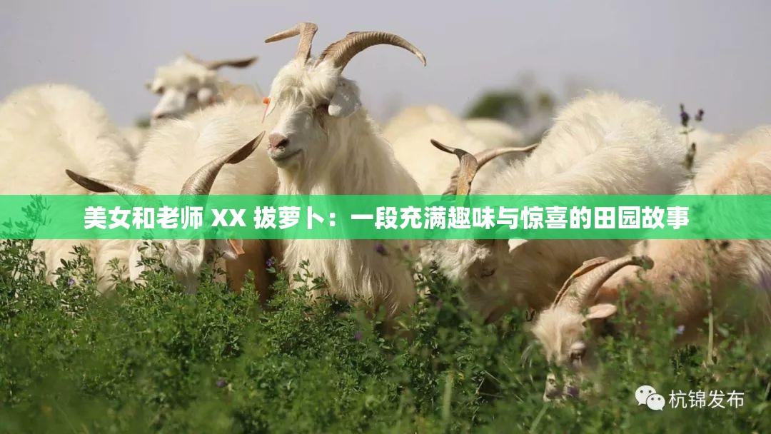 美女和老师 XX 拔萝卜：一段充满趣味与惊喜的田园故事