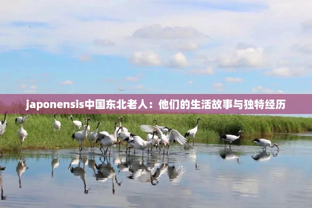 japonensis中国东北老人：他们的生活故事与独特经历