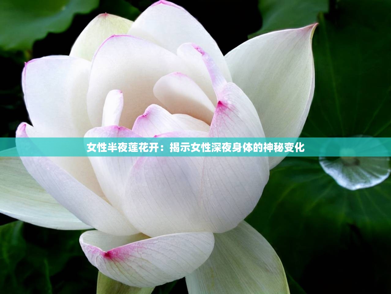 女性半夜莲花开：揭示女性深夜身体的神秘变化