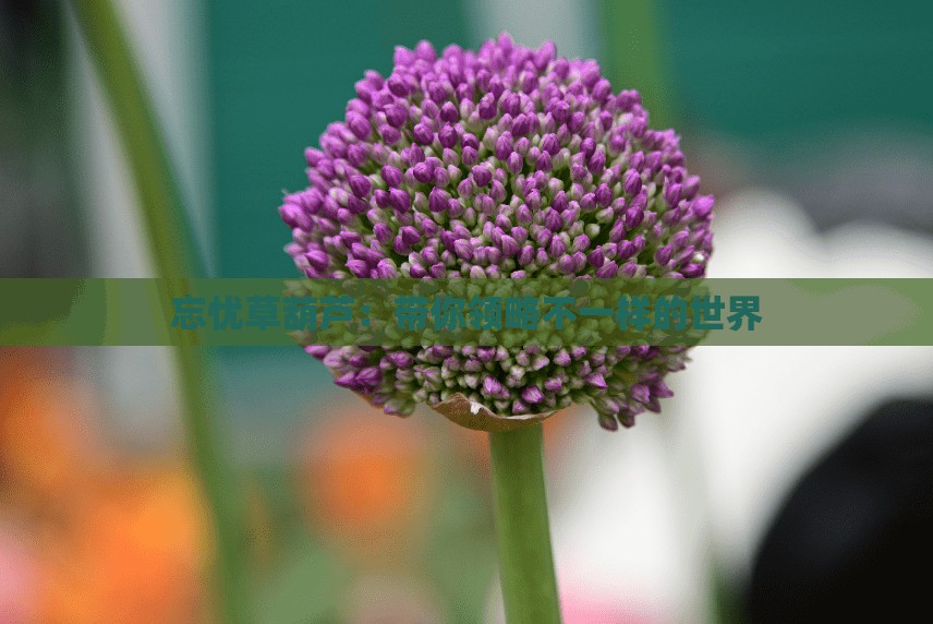 忘忧草葫芦：带你领略不一样的世界