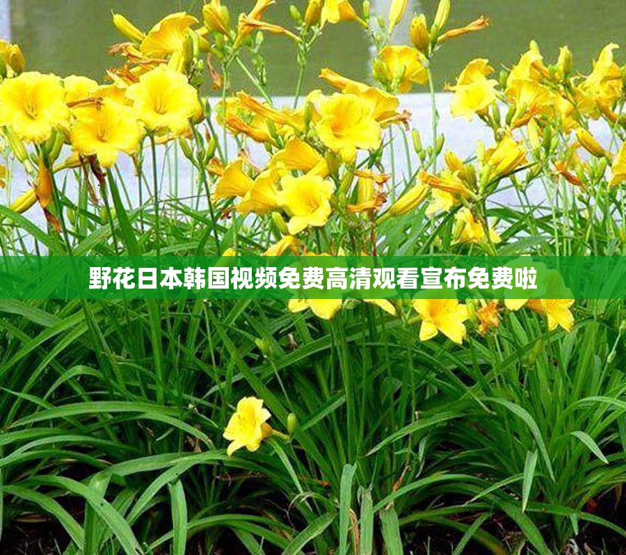 野花日本韩国视频免费高清观看宣布免费啦