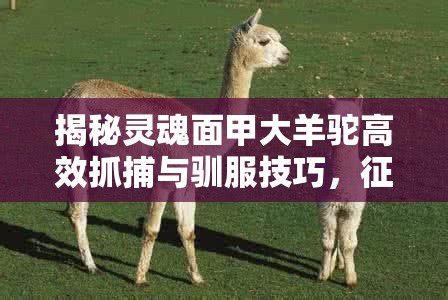 揭秘灵魂面甲大羊驼高效抓捕与驯服技巧，征服草原上的巨无霸秘籍