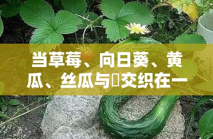 当草莓、向日葵、黄瓜、丝瓜与汅交织在一起：一场关于自然与欲望的奇妙之旅