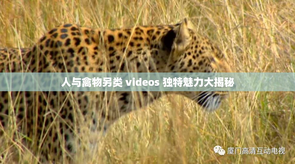 人与禽物另类 videos 独特魅力大揭秘