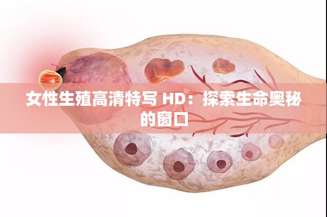 女性生殖高清特写 HD：探索生命奥秘的窗口