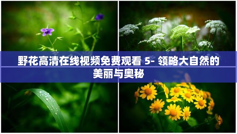 野花高清在线视频免费观看 5- 领略大自然的美丽与奥秘