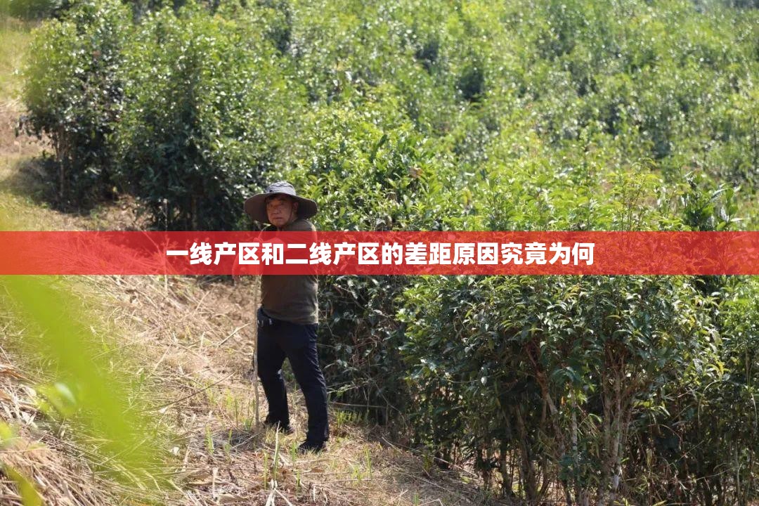 一线产区和二线产区的差距原因究竟为何