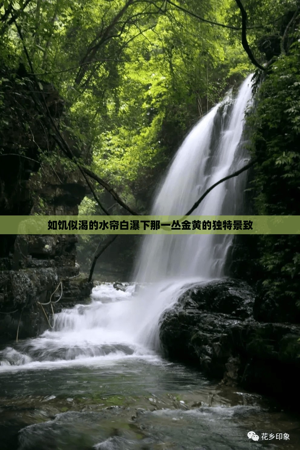 如饥似渴的水帘白瀑下那一丛金黄的独特景致