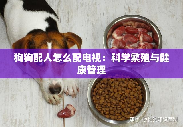 狗狗配人怎么配电视：科学繁殖与健康管理
