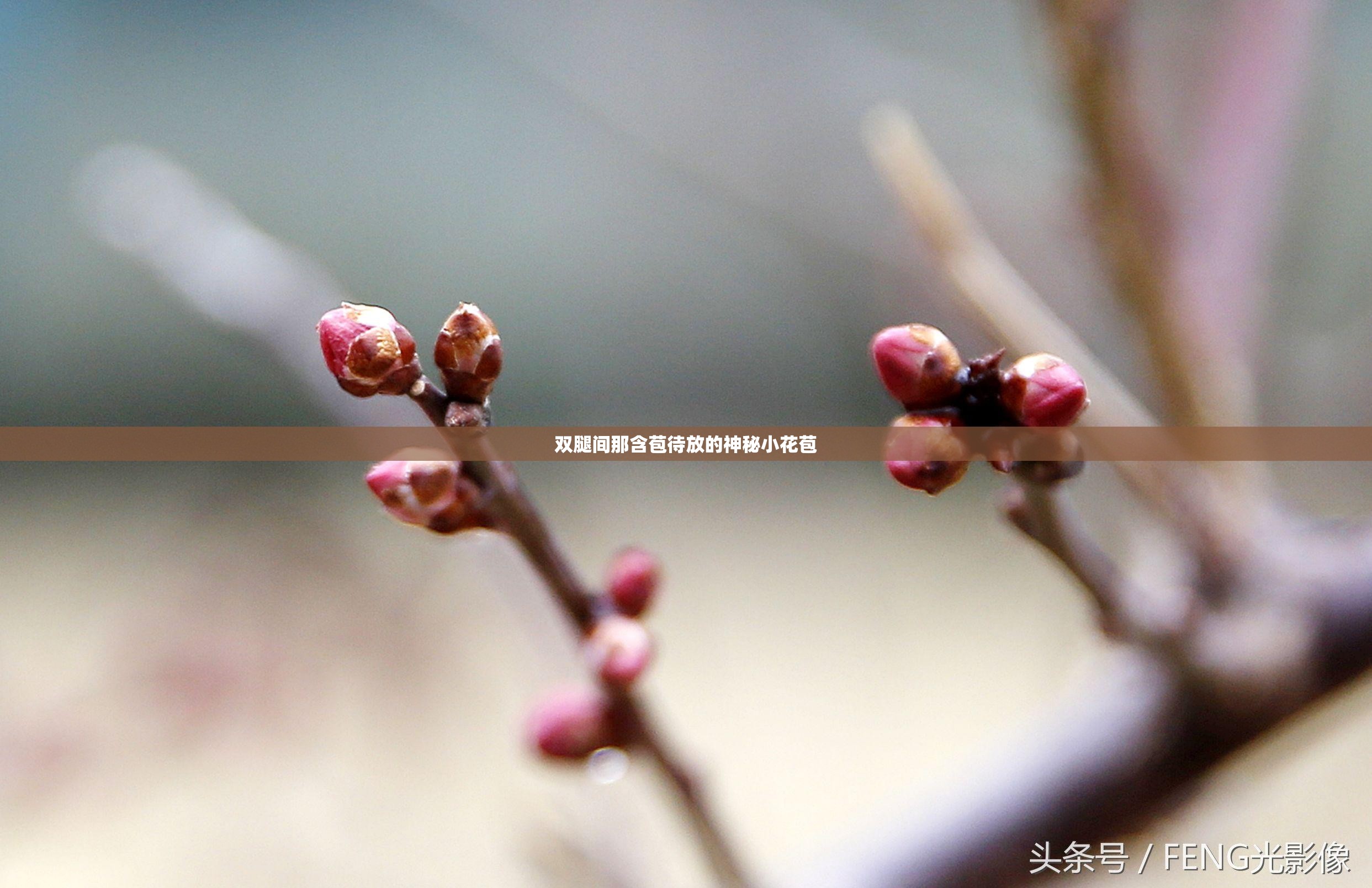 双腿间那含苞待放的神秘小花苞