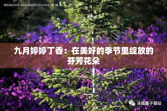 九月婷婷丁香：在美好的季节里绽放的芬芳花朵