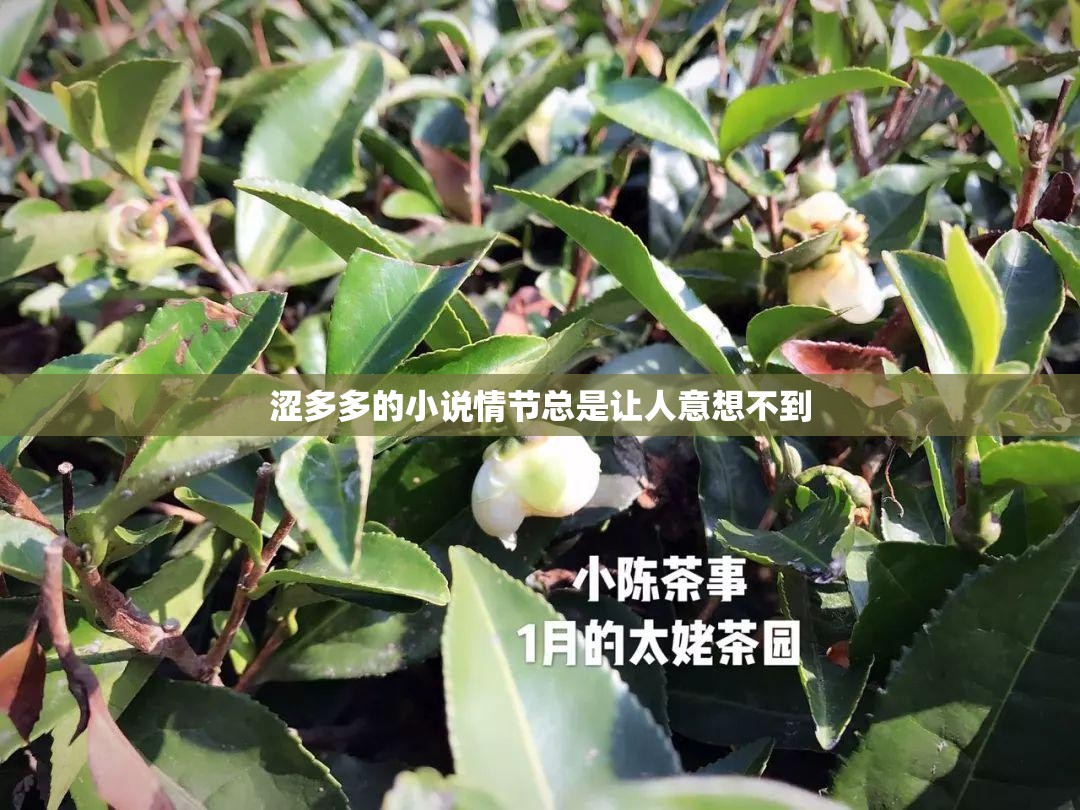 涩多多的小说情节总是让人意想不到