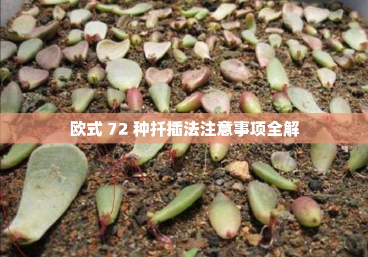 欧式 72 种扦插法注意事项全解