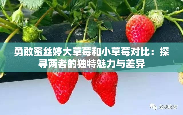 勇敢蜜丝婷大草莓和小草莓对比：探寻两者的独特魅力与差异