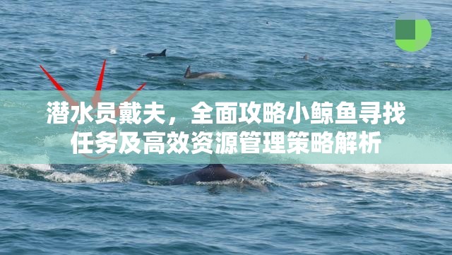 潜水员戴夫，全面攻略小鲸鱼寻找任务及高效资源管理策略解析