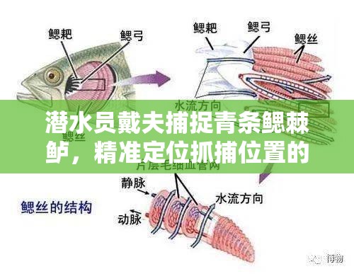 潜水员戴夫捕捉青条鳃棘鲈，精准定位抓捕位置的重要性及高效管理技巧