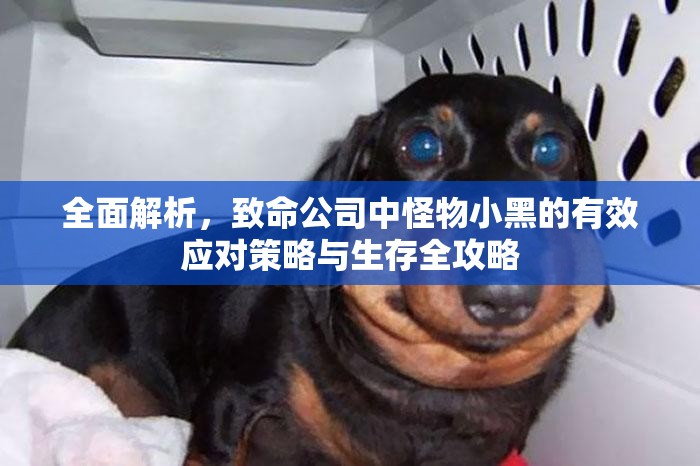 全面解析，致命公司中怪物小黑的有效应对策略与生存全攻略