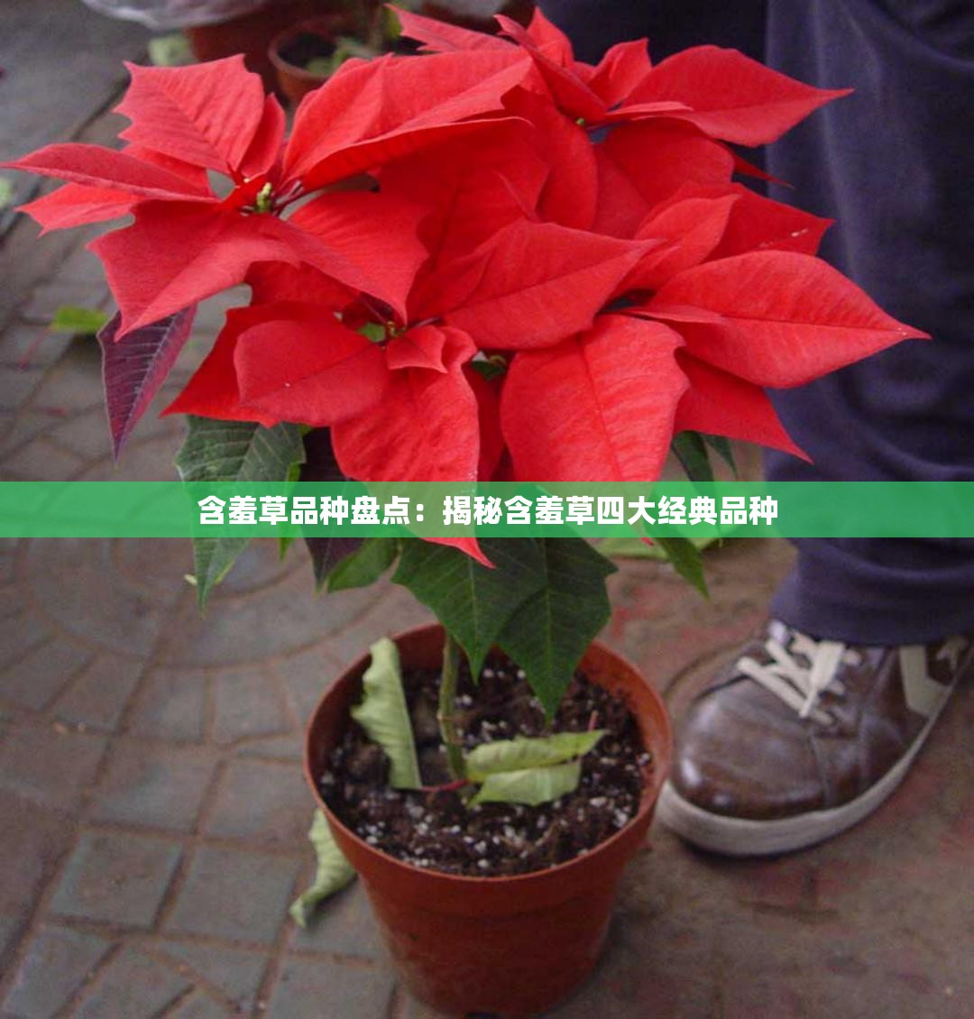 含羞草品种盘点：揭秘含羞草四大经典品种