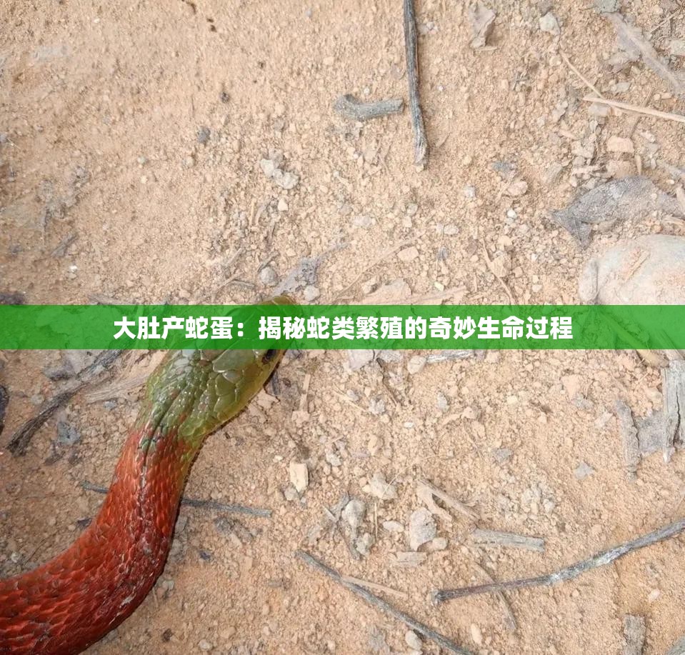大肚产蛇蛋：揭秘蛇类繁殖的奇妙生命过程