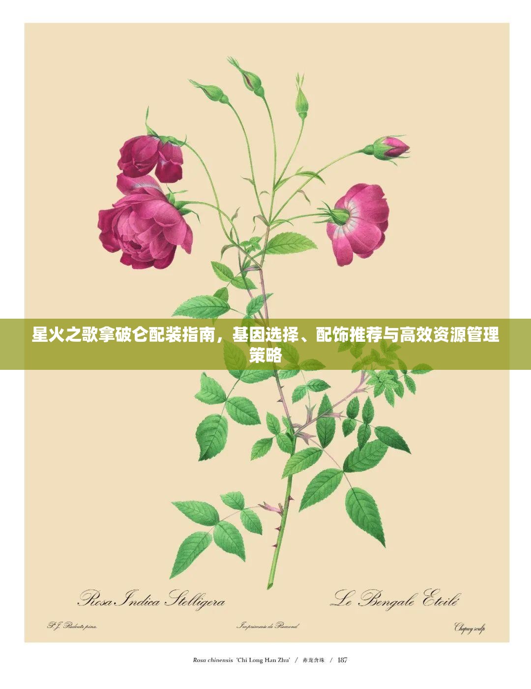 星火之歌拿破仑配装指南，基因选择、配饰推荐与高效资源管理策略