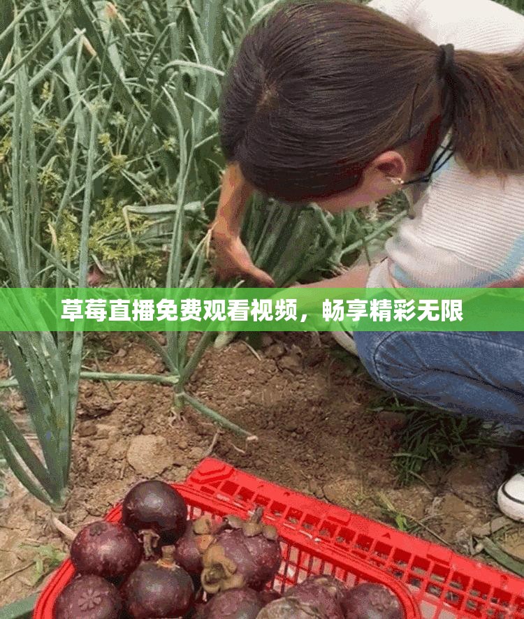 草莓直播免费观看视频，畅享精彩无限