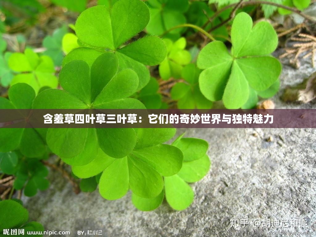含羞草四叶草三叶草：它们的奇妙世界与独特魅力