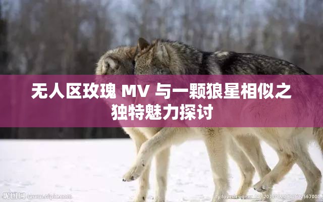 无人区玫瑰 MV 与一颗狼星相似之独特魅力探讨