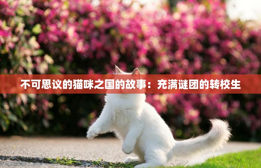 不可思议的猫咪之国的故事：充满谜团的转校生