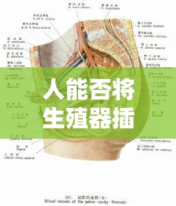 人能否将生殖器插入羊水中？——探讨生殖与自然的奇妙关系