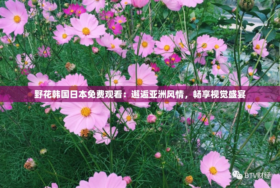 野花韩国日本免费观看：邂逅亚洲风情，畅享视觉盛宴