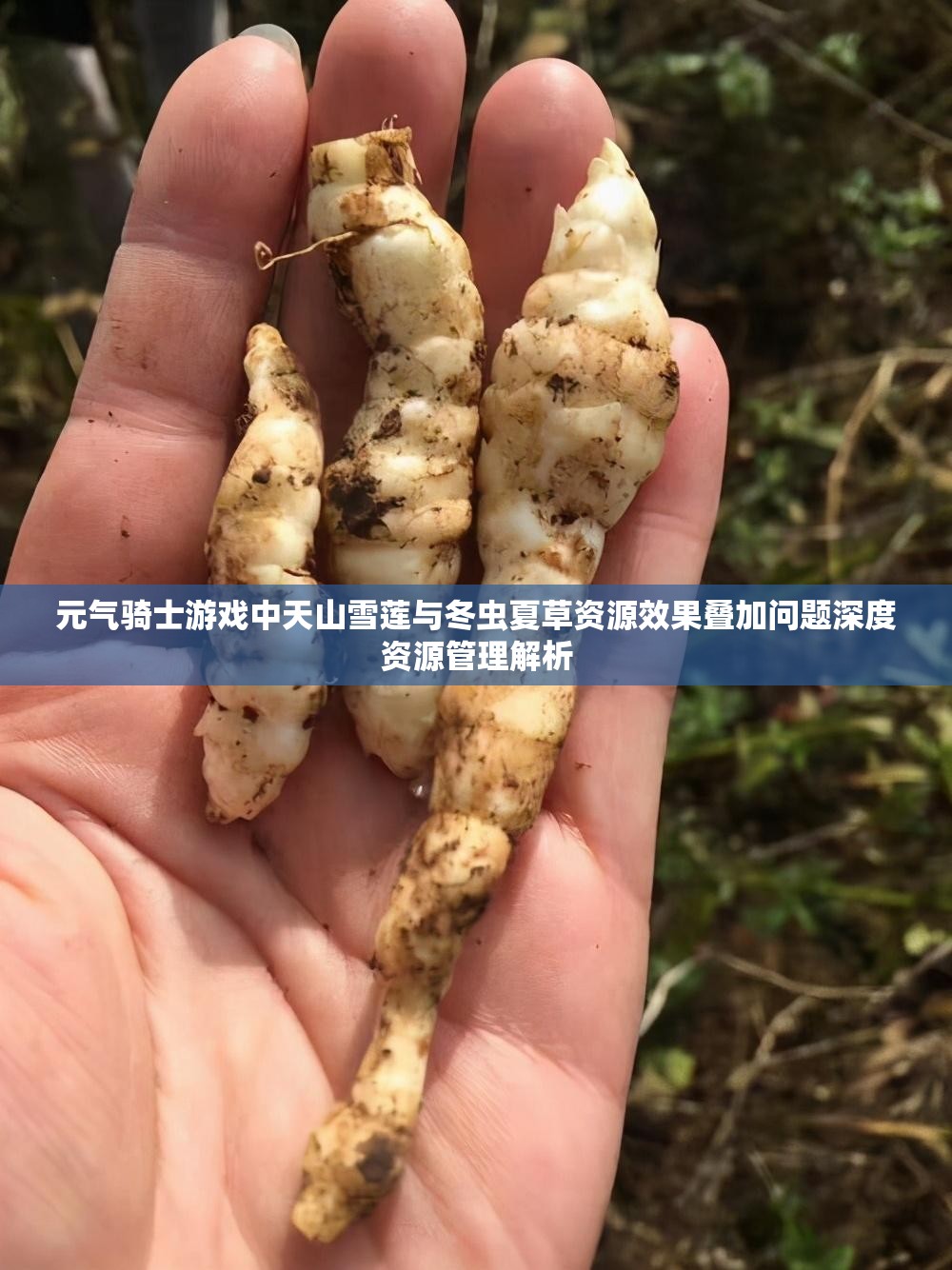 元气骑士游戏中天山雪莲与冬虫夏草资源效果叠加问题深度资源管理解析
