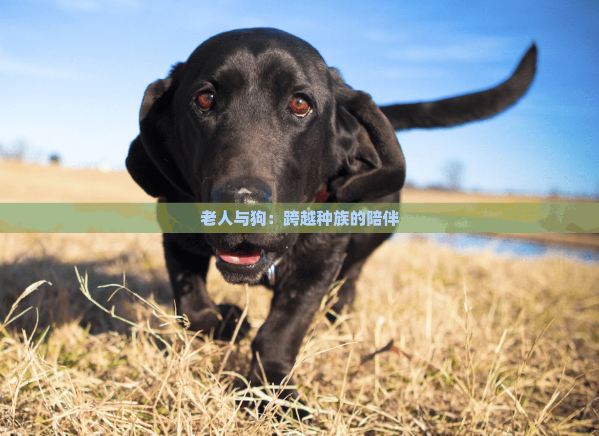 老人与狗：跨越种族的陪伴