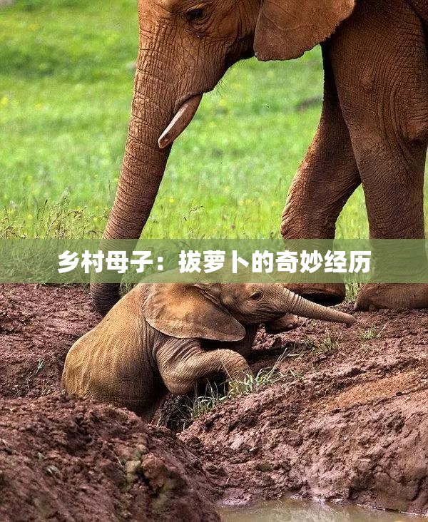 乡村母子：拔萝卜的奇妙经历