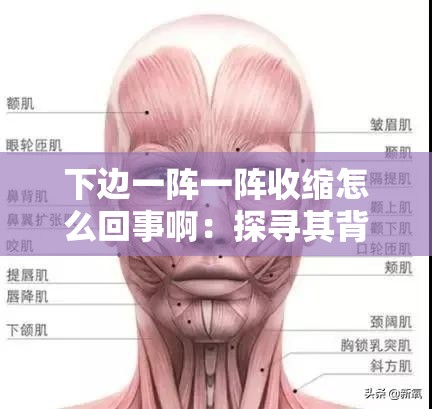 下边一阵一阵收缩怎么回事啊：探寻其背后的原因与应对方法