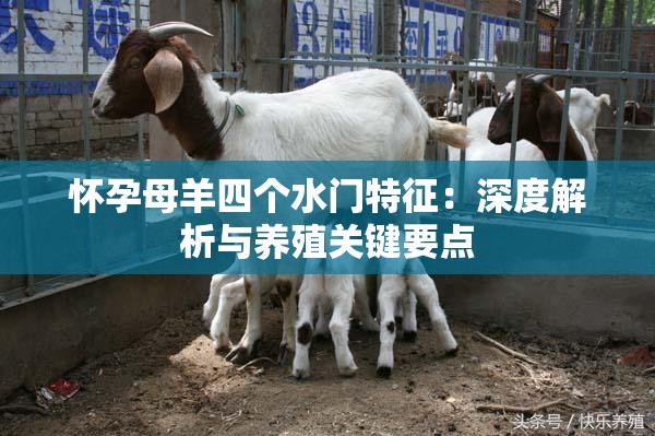 怀孕母羊四个水门特征：深度解析与养殖关键要点