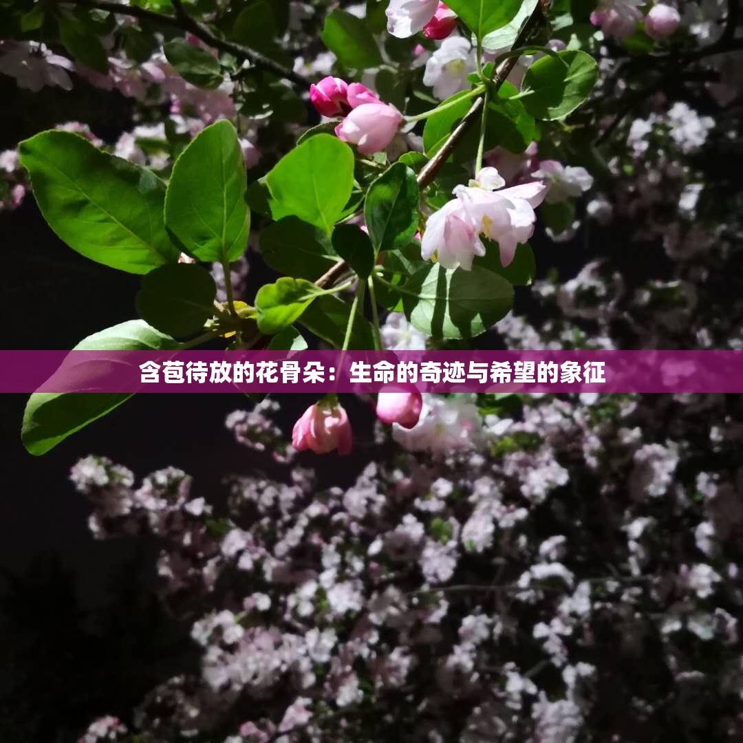 含苞待放的花骨朵：生命的奇迹与希望的象征