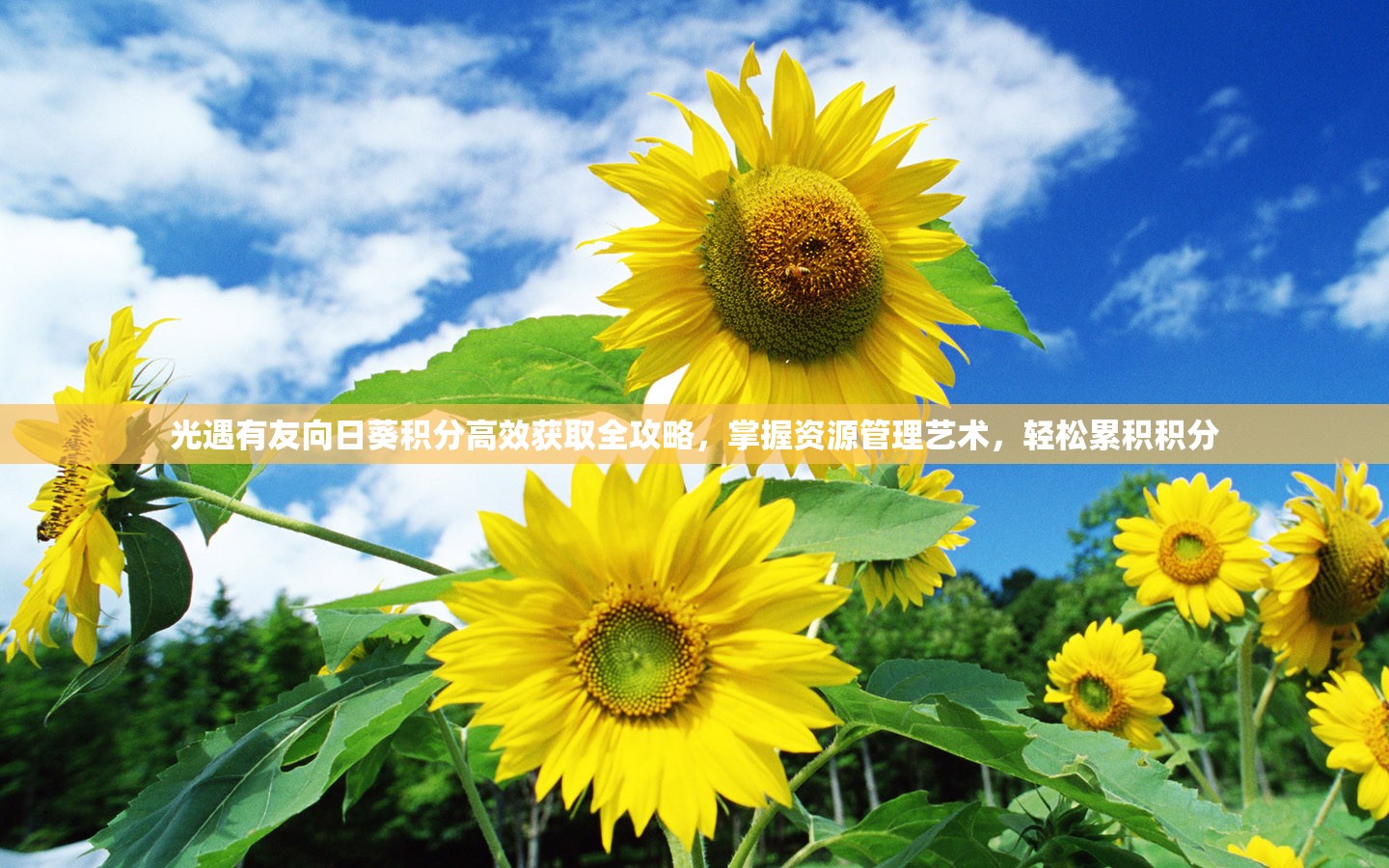 光遇有友向日葵积分高效获取全攻略，掌握资源管理艺术，轻松累积积分