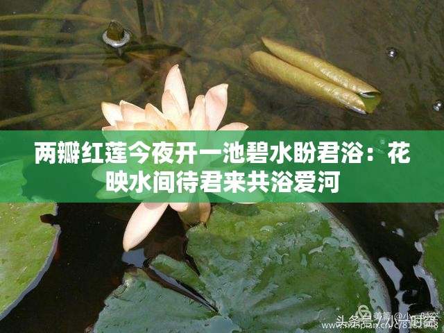 两瓣红莲今夜开一池碧水盼君浴：花映水间待君来共浴爱河