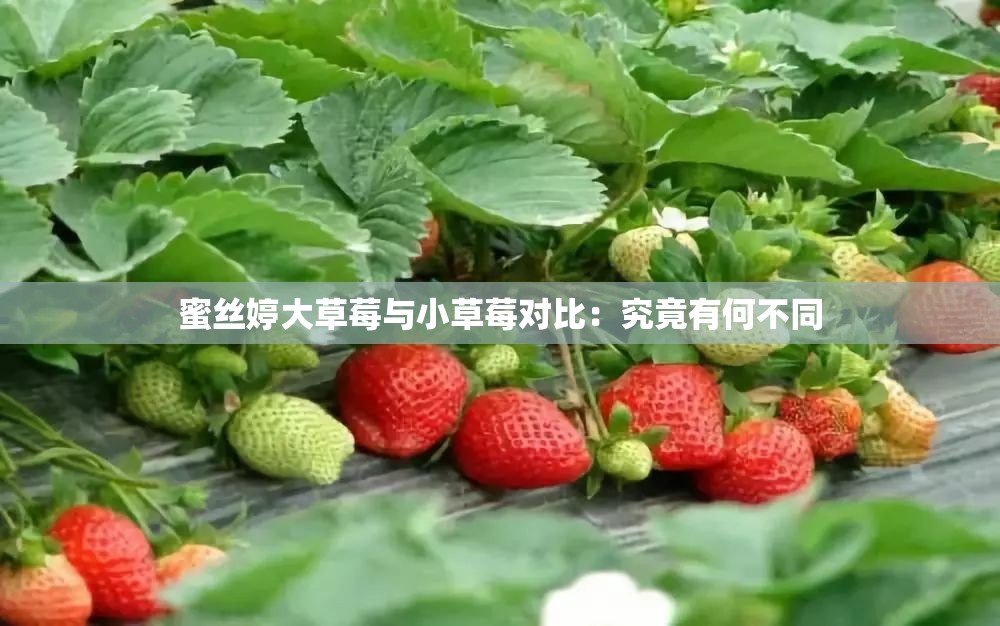 蜜丝婷大草莓与小草莓对比：究竟有何不同