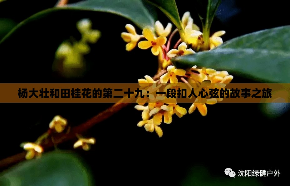 杨大壮和田桂花的第二十九：一段扣人心弦的故事之旅