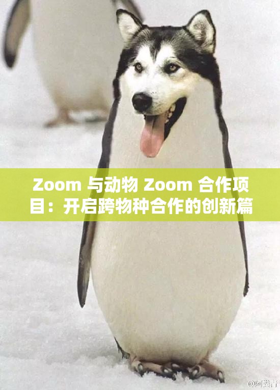Zoom 与动物 Zoom 合作项目：开启跨物种合作的创新篇章