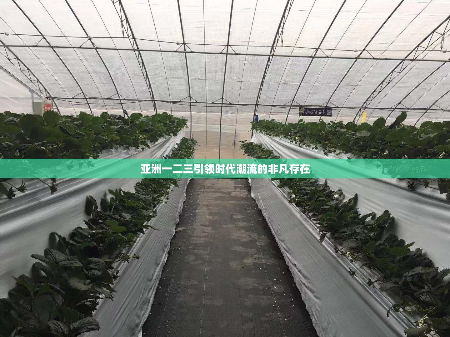 亚洲一二三引领时代潮流的非凡存在