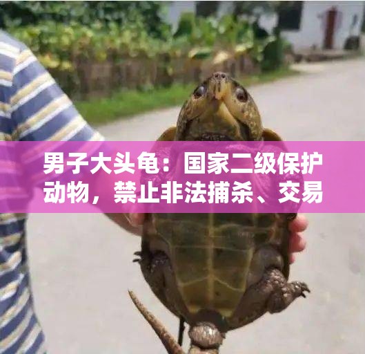 男子大头龟：国家二级保护动物，禁止非法捕杀、交易、运输、收购