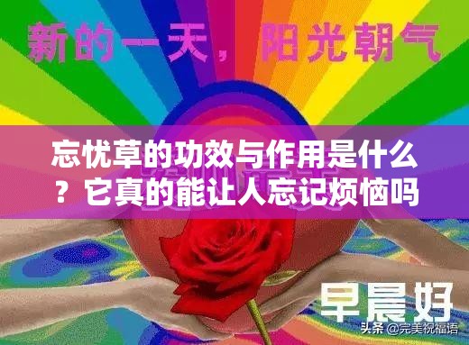 忘忧草的功效与作用是什么？它真的能让人忘记烦恼吗？