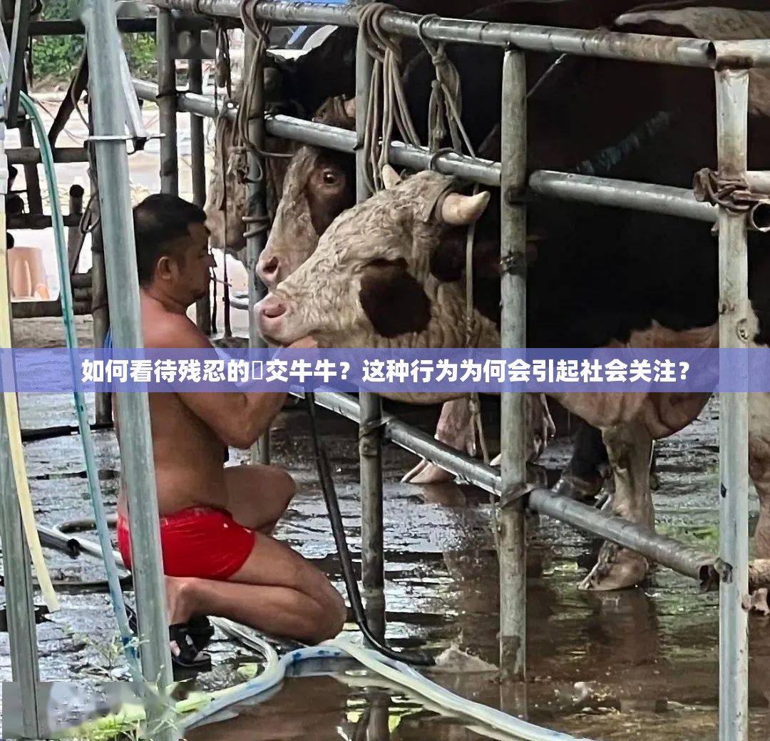 如何看待残忍的㓜交牛牛？这种行为为何会引起社会关注？