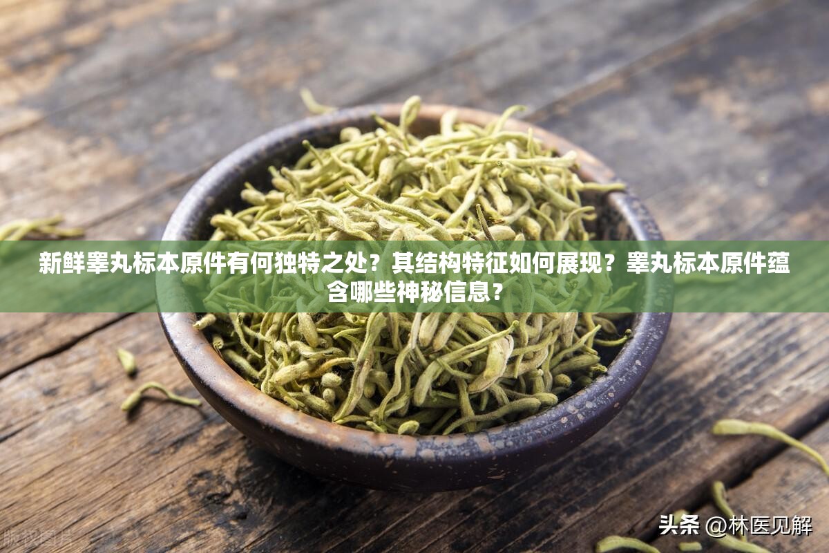 新鲜睾丸标本原件有何独特之处？其结构特征如何展现？睾丸标本原件蕴含哪些神秘信息？