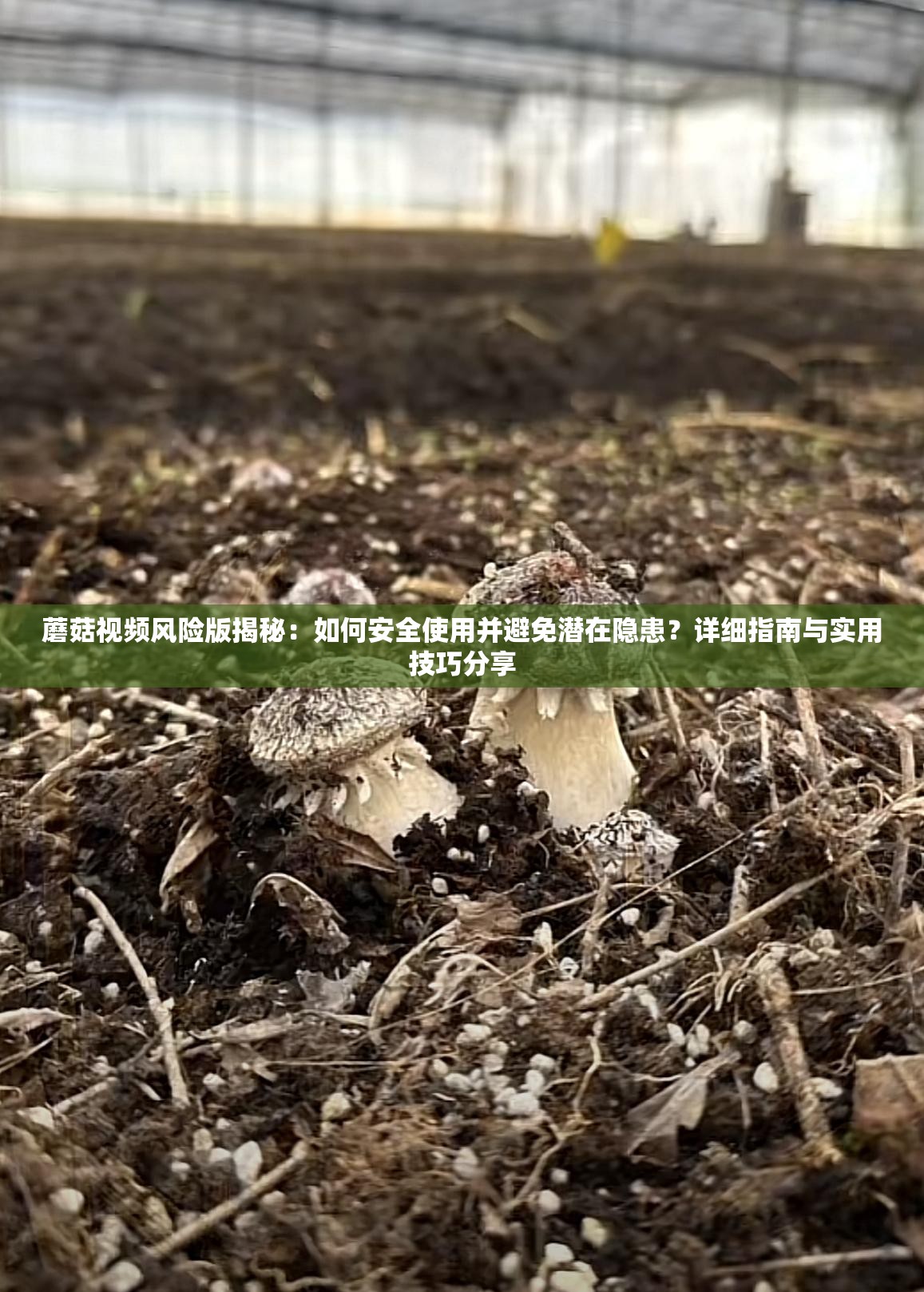 蘑菇视频风险版揭秘：如何安全使用并避免潜在隐患？详细指南与实用技巧分享